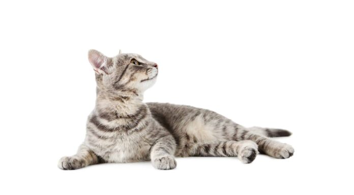 5 prodotti per gatti che dovresti acquistare direttamente da Costco
