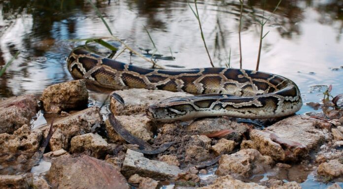 Scopri il serpente più grande della Florida
