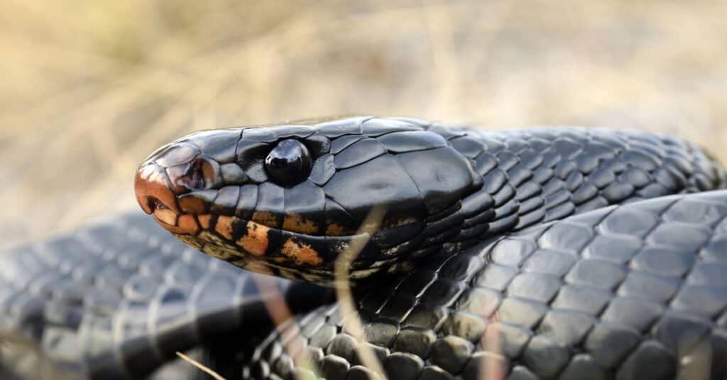 Il serpente indaco orientale è un serpente lungo, piuttosto sottile, con grandi squame lisce blu-nere che sono viola iridescenti alla luce.