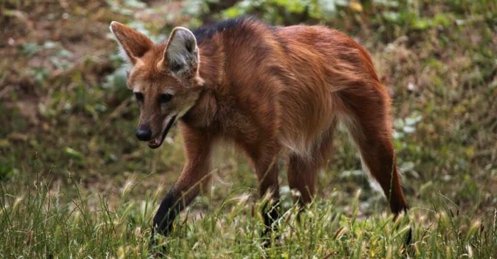 Gli animali più belli: il lupo dalla criniera