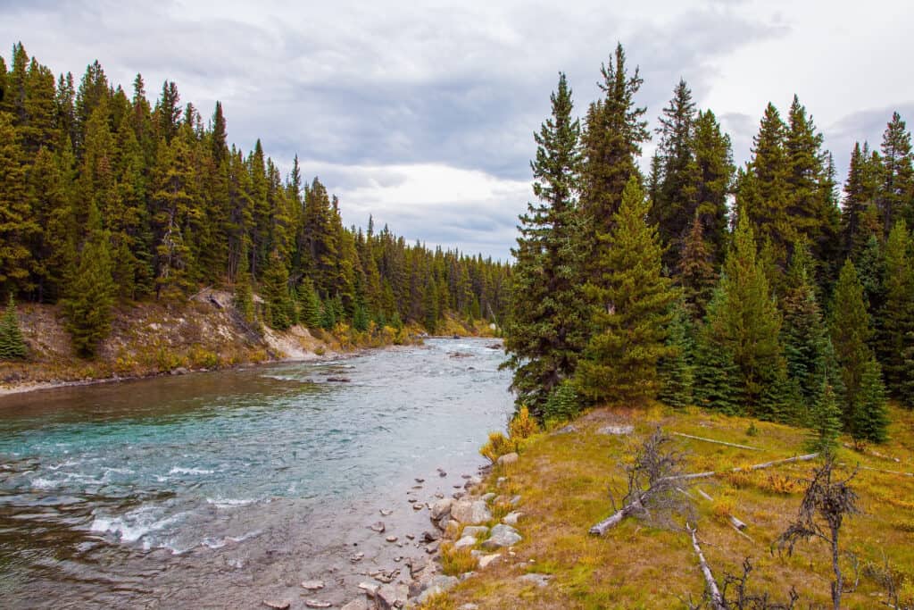 foresta di conifere, Alberta, Canada