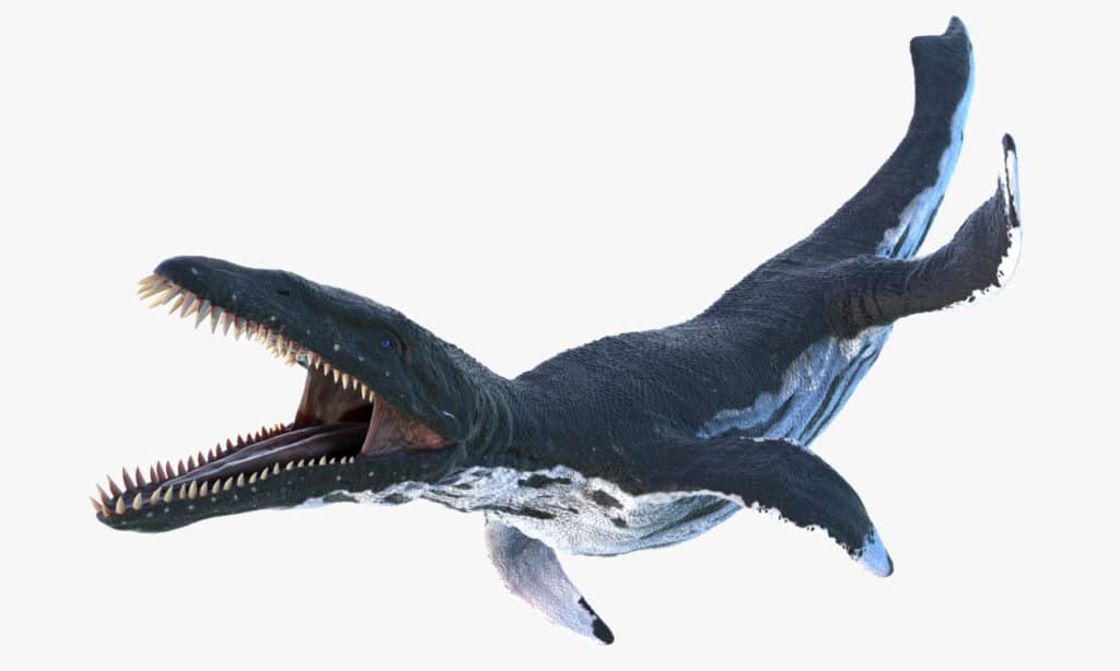 liopleurodon contro mosasaurus