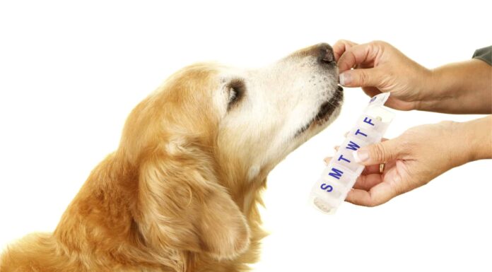 Gabapentin e cani: usi, dosaggio, effetti collaterali, avvertenze
