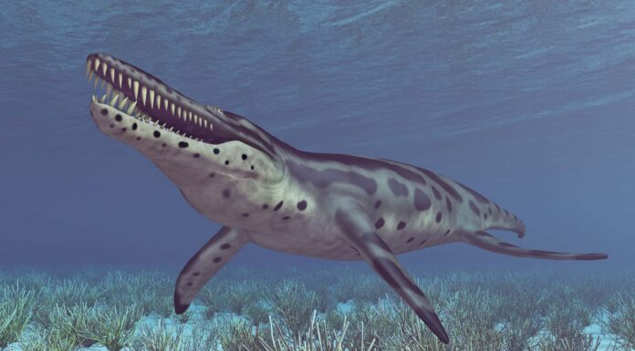 Kronosaurus vs Mosasaurus