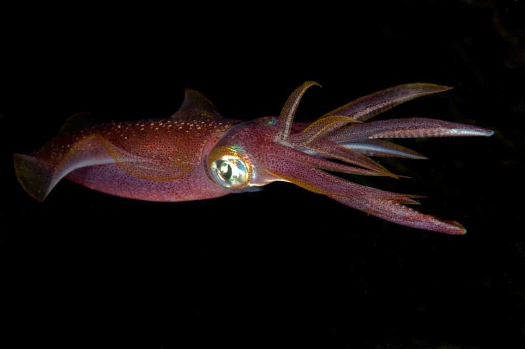 Calamaro Rosso