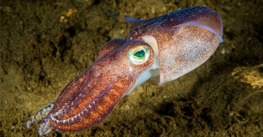 Calamaro gigante contro balenottera azzurra