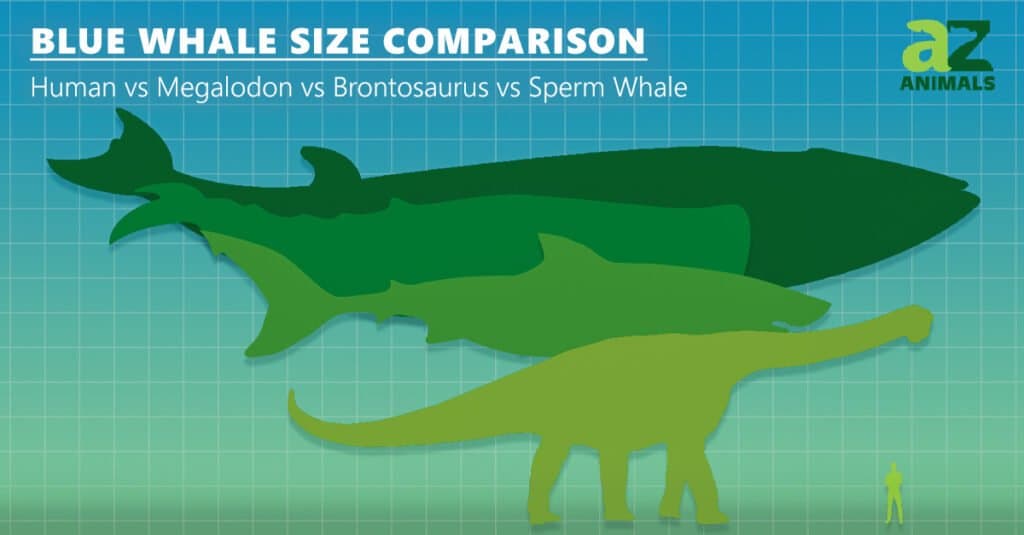 Confronto delle dimensioni della balena blu - Blue Whale vs umano vs megalodonte vs dinosauro 