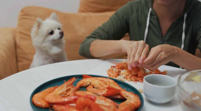  I cani possono mangiare gamberetti in sicurezza?  Quali sono i rischi?
