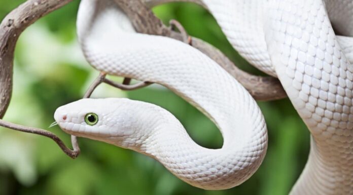 Scopri 12 serpenti bianchi
