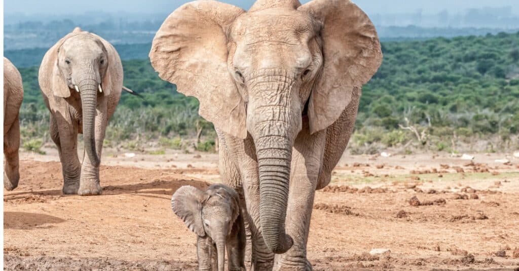 La balenottera azzurra contro l'elefante