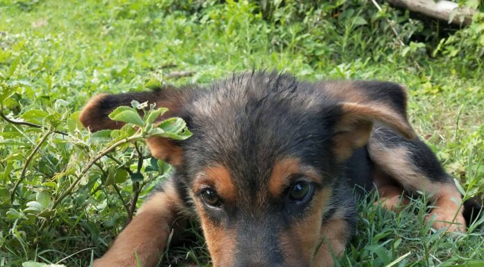 I mango sono sicuri da mangiare per i cani?
