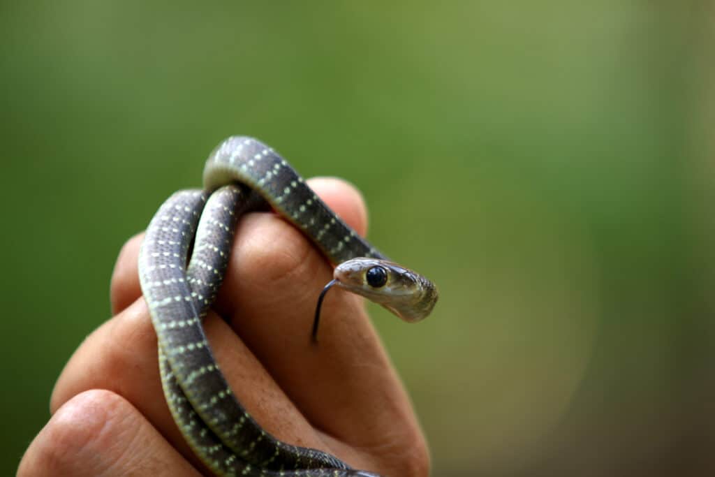 serpente in mano