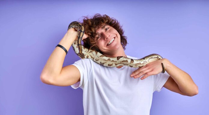 I serpenti sono buoni animali domestici, in realtà?
