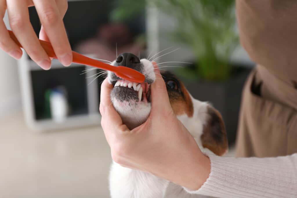 umana che lava i denti del suo cane