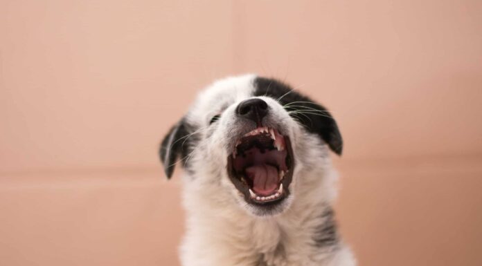  Quando i cuccioli perdono i denti da latte?  La cronologia completa
