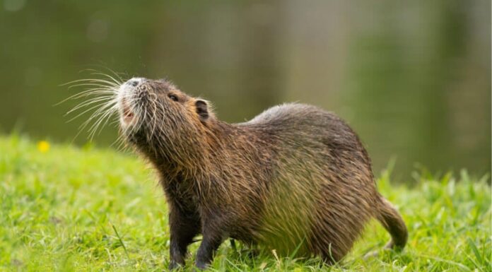 capybara vs nutria