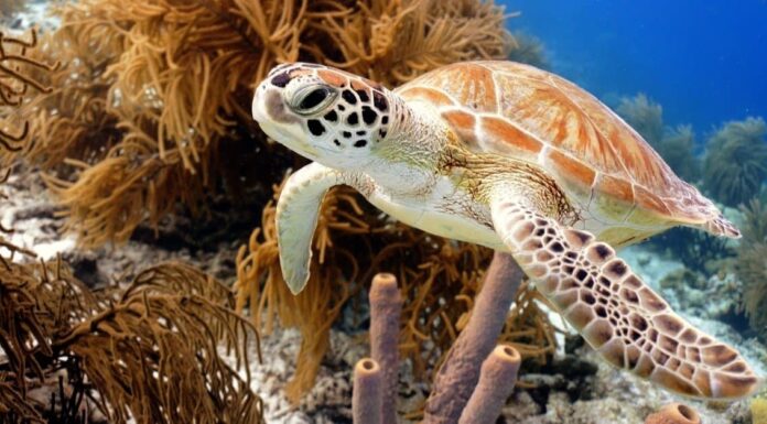 Green Sea Turtle vs Leatherback: le differenze chiave
