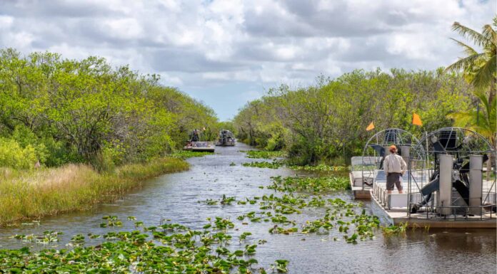 Scopri 4 piante che invadono la Florida
