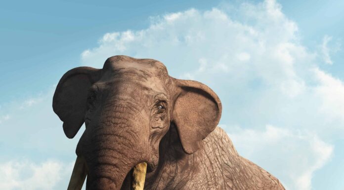 Incontra il gigantesco antico elefante con QUATTRO zanne letali
