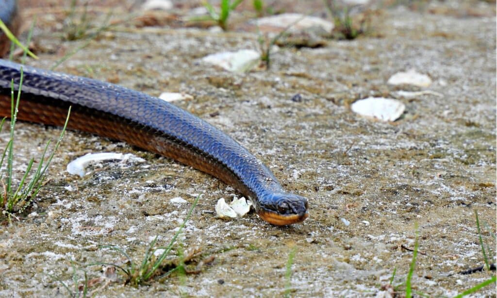 Serpente di palude della Florida settentrionale