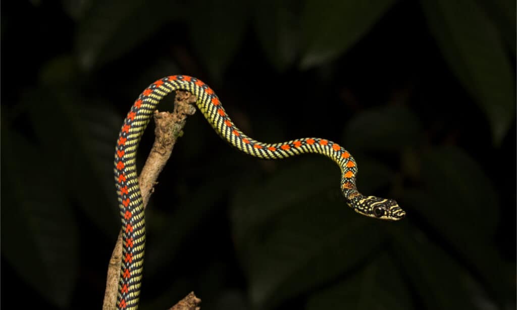 Un serpente volante del paradiso si allunga su un ramo di un albero