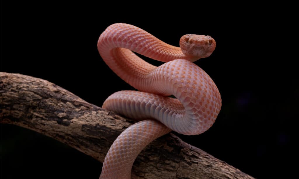 Vipera Rossa