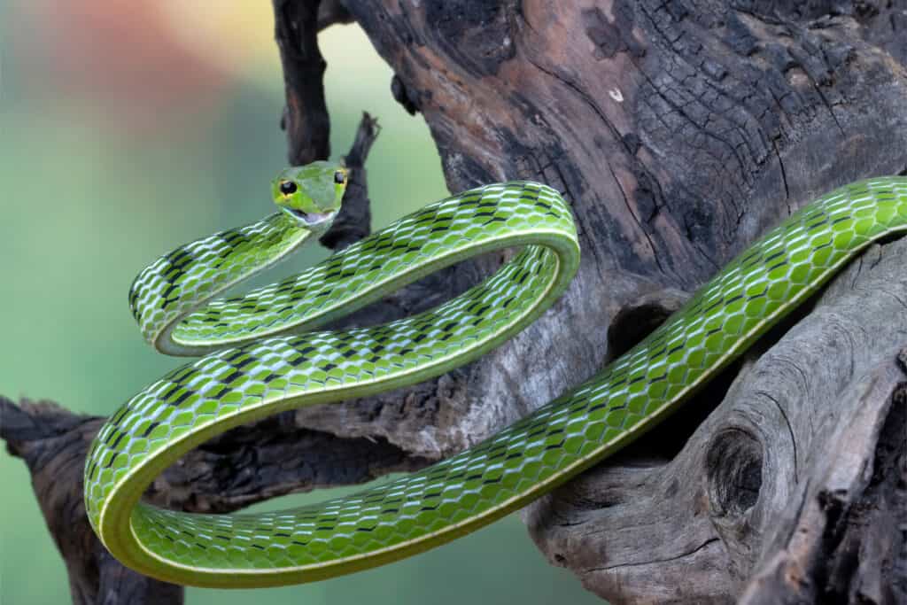 Una vista frontale di un serpente di vite asiatico in un albero