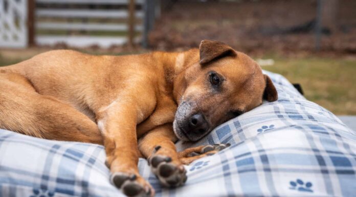 3 motivi per cui i cani non vivono quanto gli umani e come prolungare la loro vita
