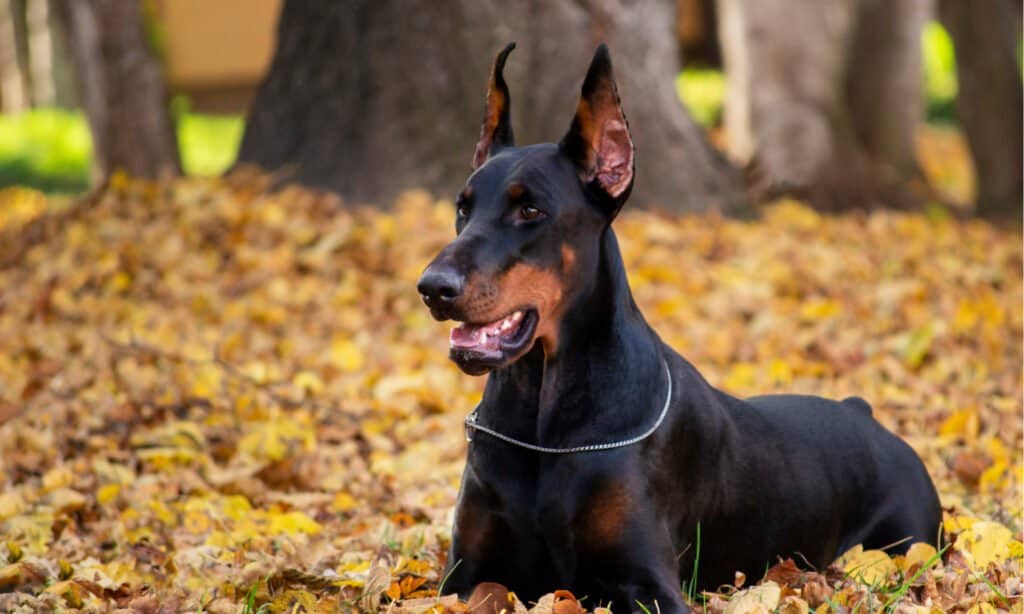 Dobermann americano vs Dobermann europeo