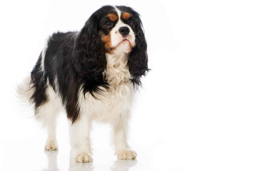 Cavalier King Charles Spaniel (Canis familiaris) - in piedi contro uno sfondo bianco