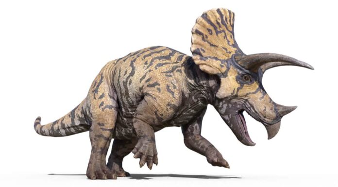 Triceratops vs Styracosaurus: chi vincerebbe in un combattimento?
