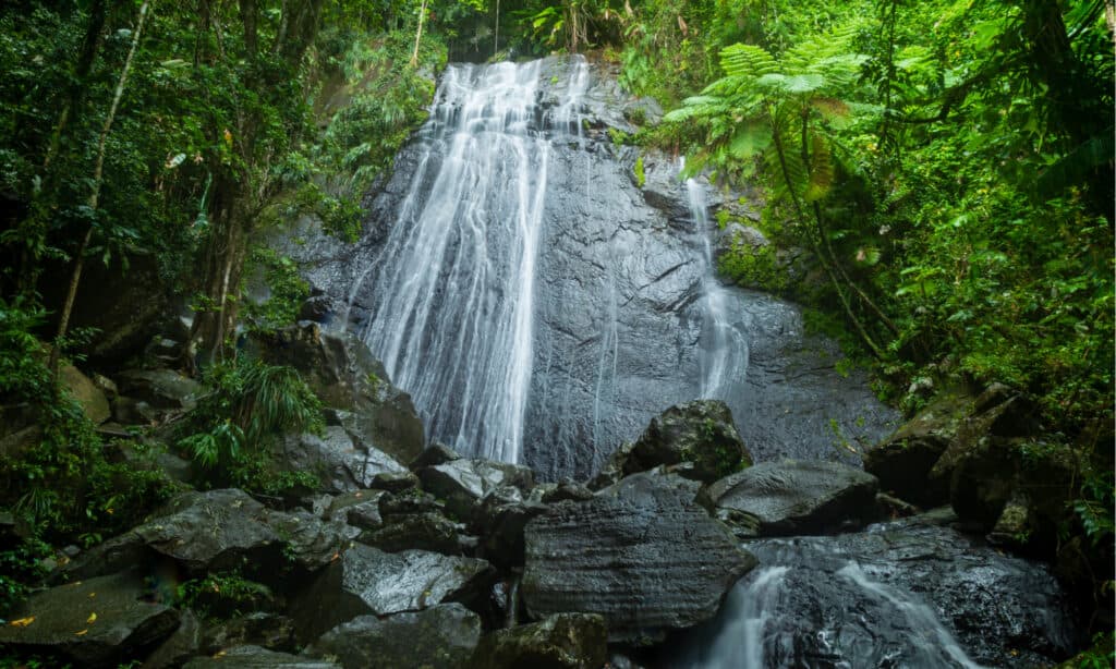 Cascate di coca