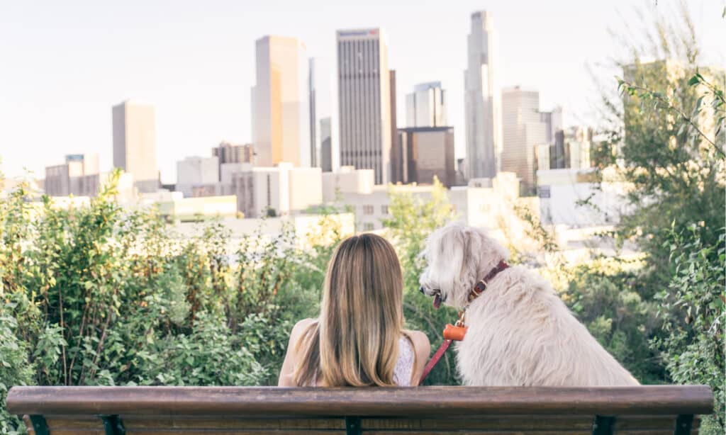 Serie Dog Park - Los Angeles