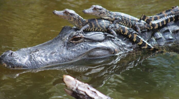 Laghi infestati da alligatori in Alabama
