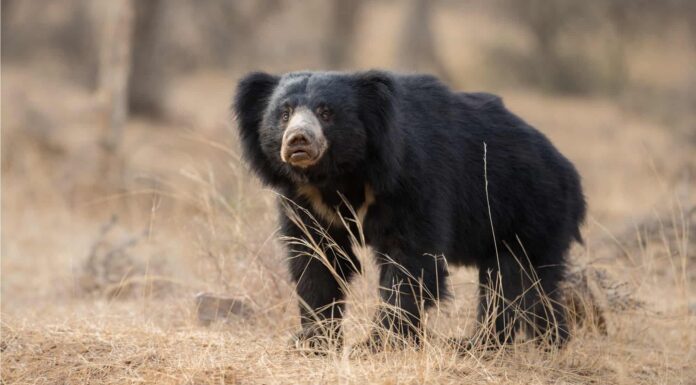 Perché gli orsi bradipi hanno artigli così giganteschi? 
