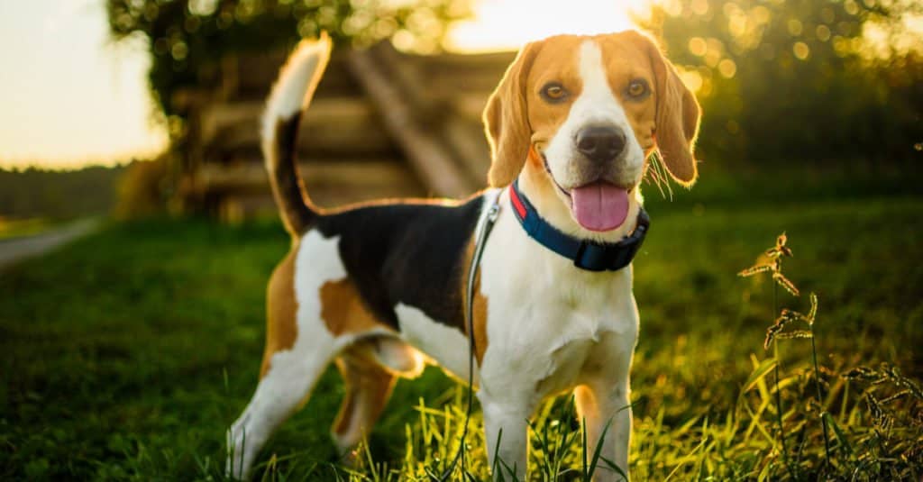 Beagle adulto in piedi in un parco