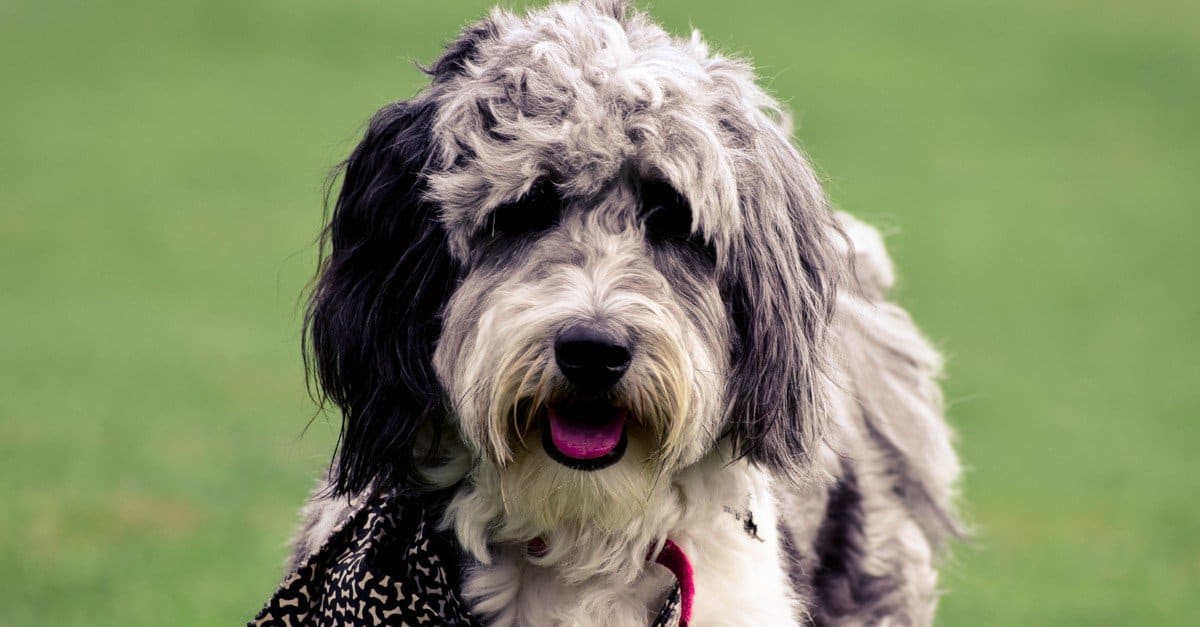 Aussiedoodle Vs Labradoodle: Le Principali Differenze