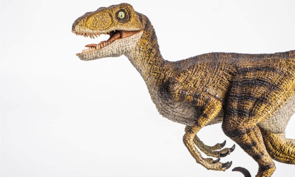 Velociraptor vs Giganotosauro