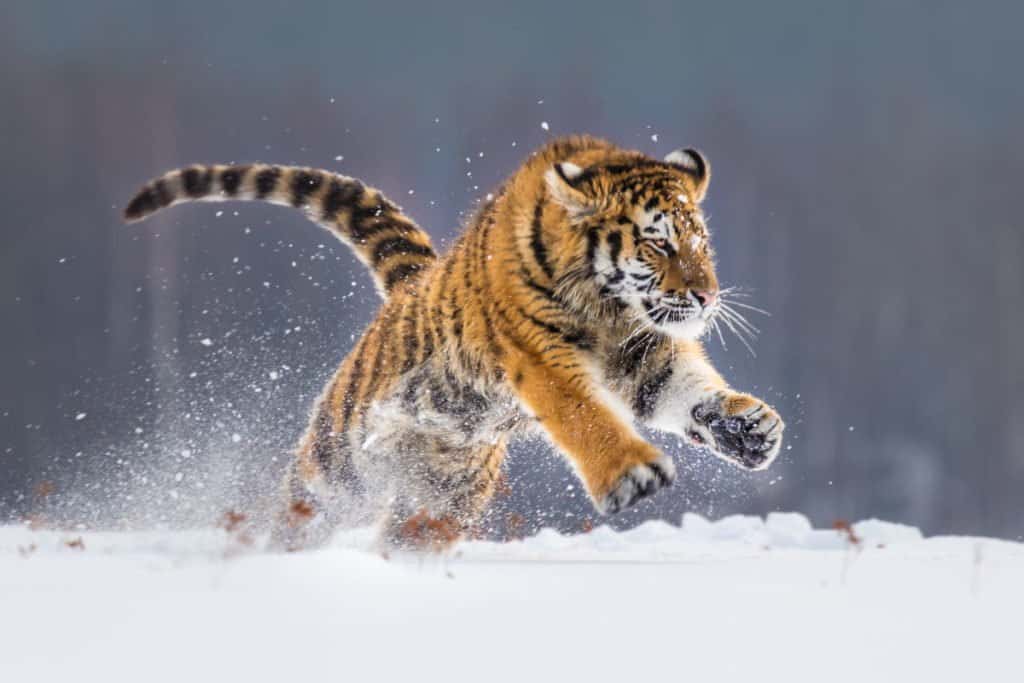 I gatti più grandi sono la tigre siberiana