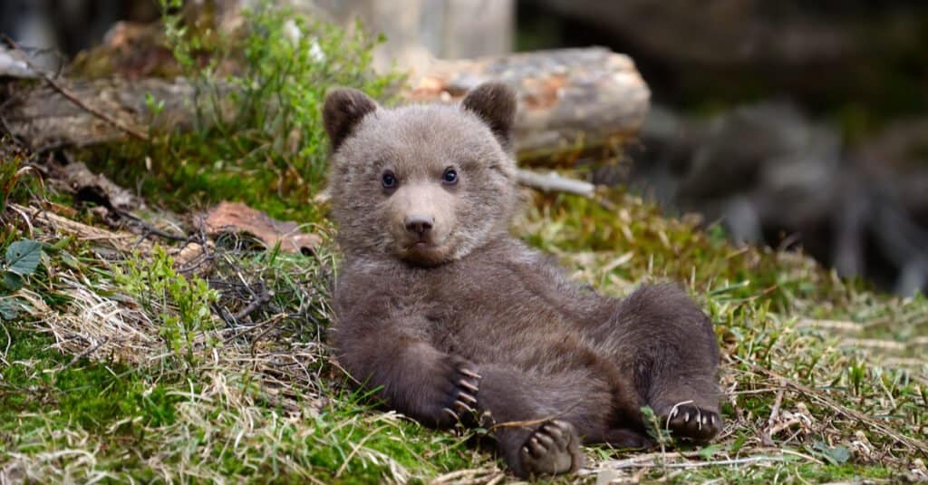 Incredibili fatti sull'orso grizzly - Cucciolo di orso grizzly