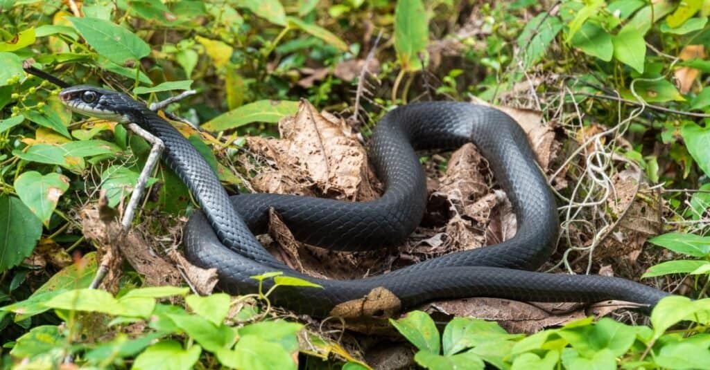 i corridori neri del sud sono serpenti comuni nella Carolina del Sud, dove preferiscono gli habitat delle praterie aperte