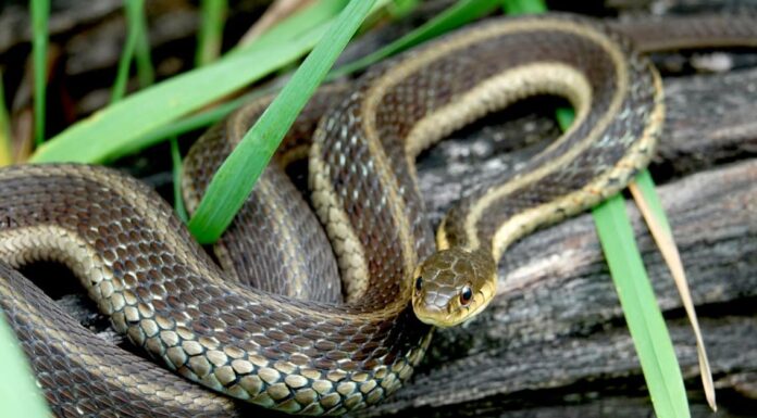 eastern coachwhips are common snakes in South Carolina, with the exception of the mountainous regions