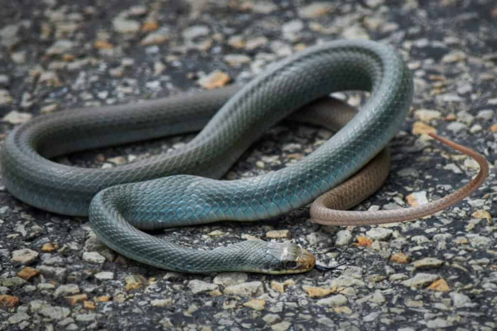 Serpente corridore blu