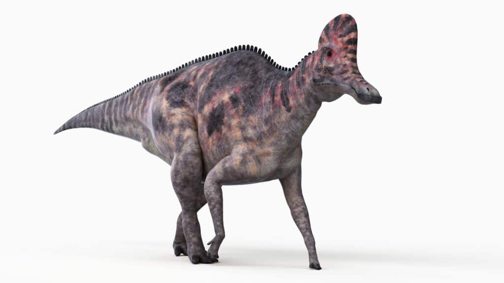 Illustrazione 3D renderizzata di un corythosaurus