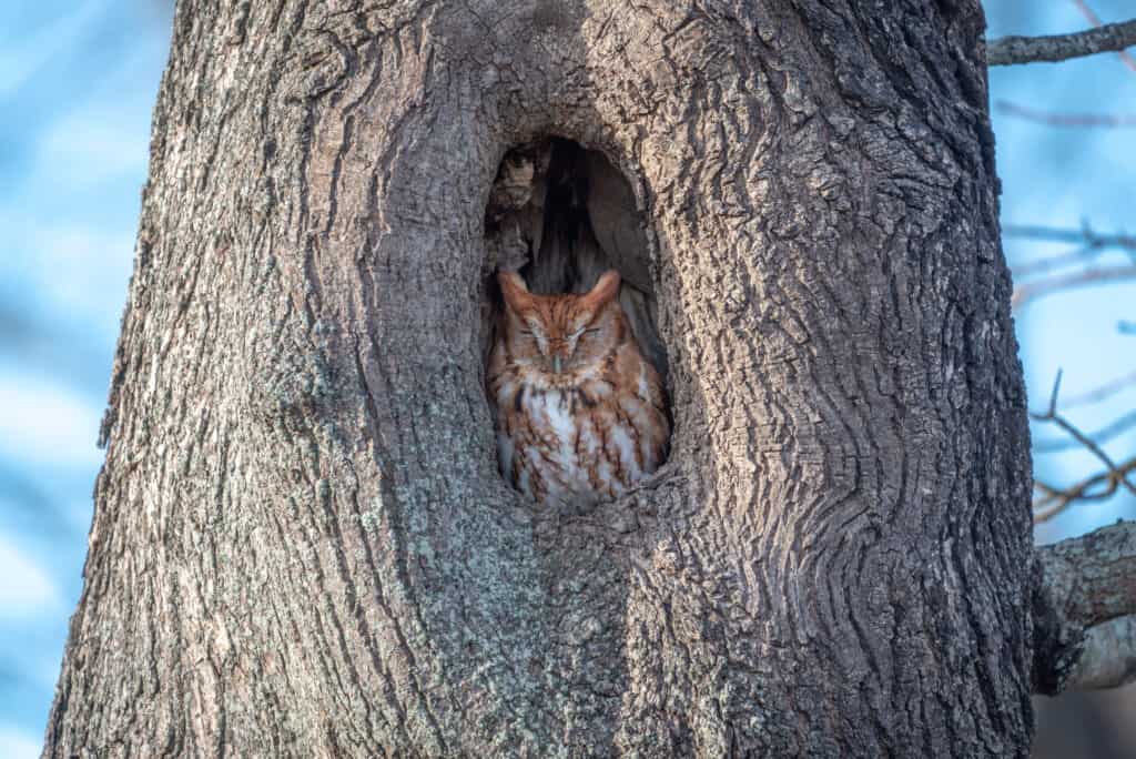 Gufo che dorme su un albero