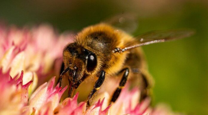  Le api (miele) fanno la cacca?  E Spiegazione Di Altre Funzioni Corporee
