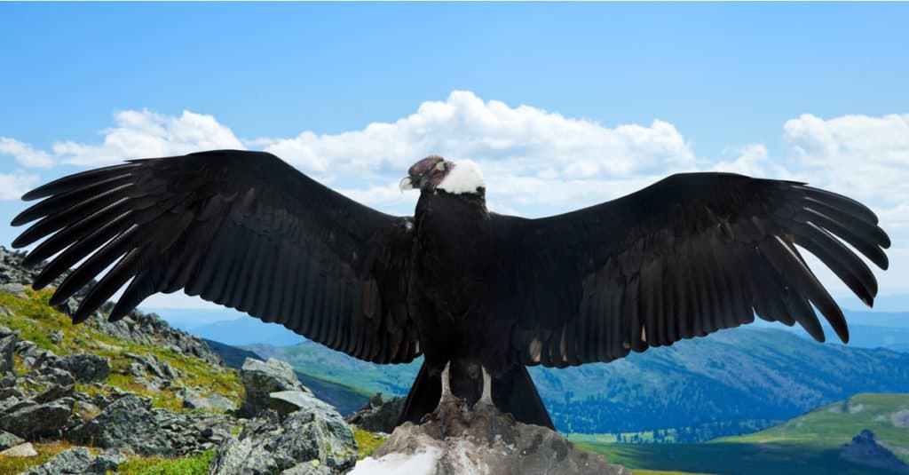 I più grandi uccelli rapaci - Condor delle Ande