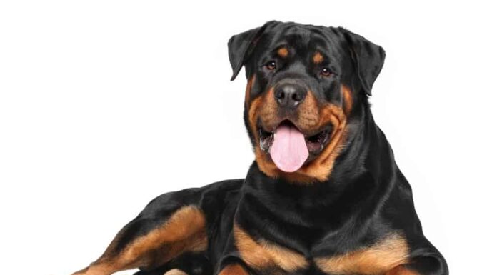 Rottweiler romano vs Rottweiler tedesco: 8 differenze
