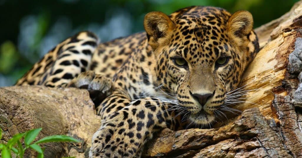 Il morso di animale più forte è il giaguaro