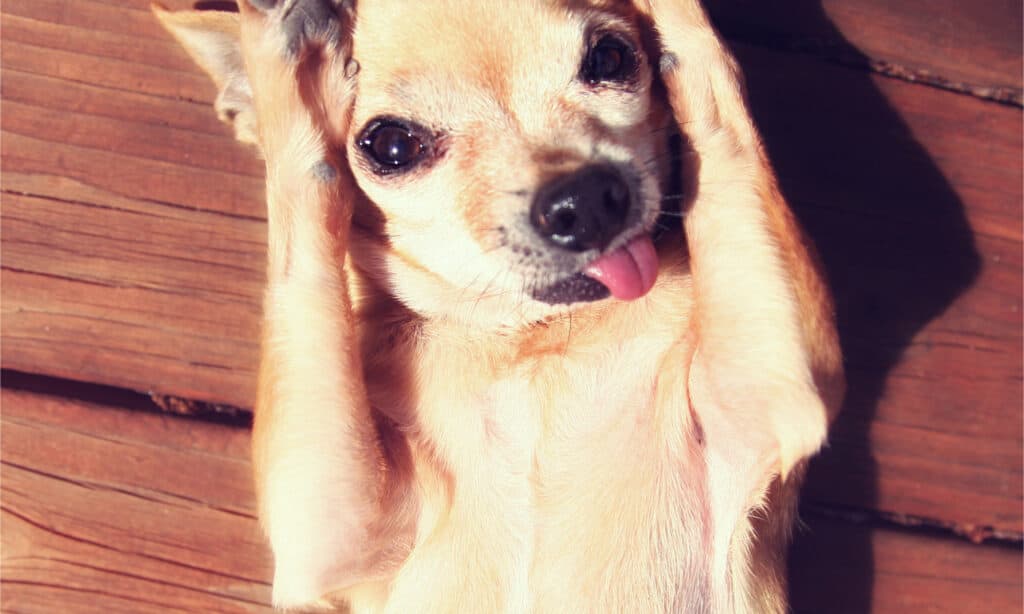 Chihuahua sdraiato sulla schiena al sole